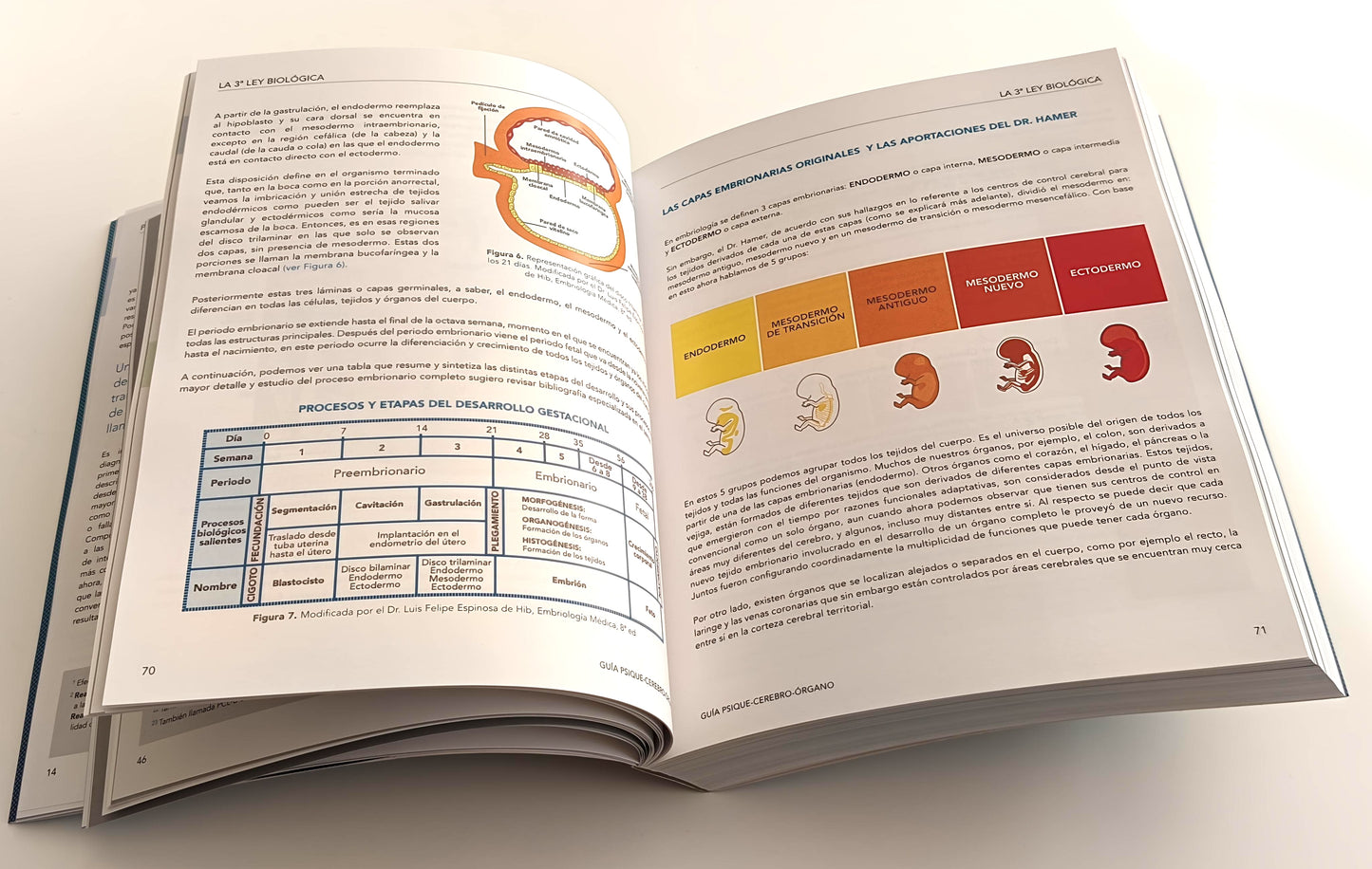 GUÍA PSIQUE - CEREBRO - ÓRGANO basada en las 5 Leyes Biológicas descubiertas por el Dr. R.G. Hamer. 2a edición en Preventa (lanzamiento 27 de noviembre 2025).